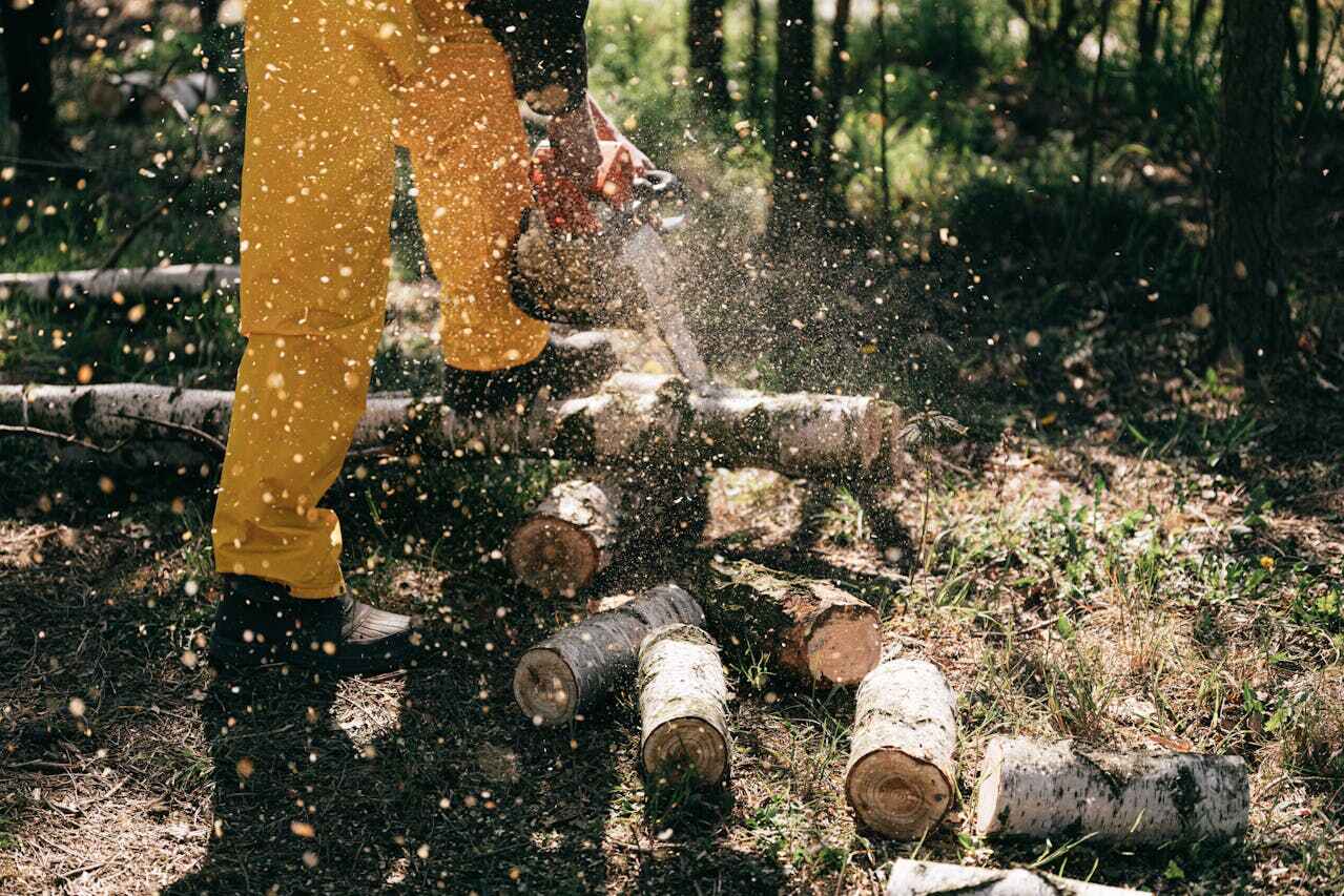 The Steps Involved in Our Tree Care Process in Carbondale, CO